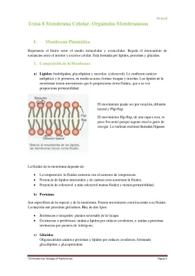 Orgánulos Membranosos: Función, Estructura y Ejemplos