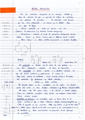 Ácidos nucleicos: ejemplos, tipos, estructura y función