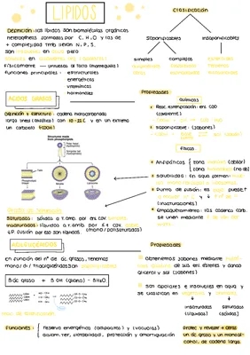 Funciones y tipos de lípidos: ejemplos y clasificación