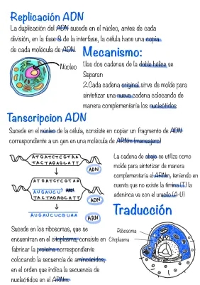 Duplicación ADN