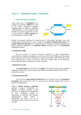 Catabolismo y Anabolismo: Todo lo que Necesitas Saber