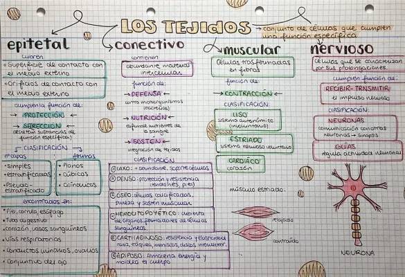 ¿Qué hacen el epitelio, los tejidos conectivos y las células nerviosas?