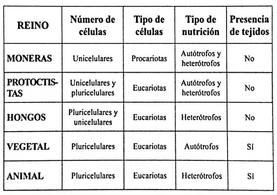 Descubre el Reino Monera y Las Diferencias Entre Células