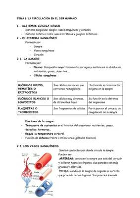 Todo Sobre el Sistema Circulatorio Humano: Funciones y Estructuras