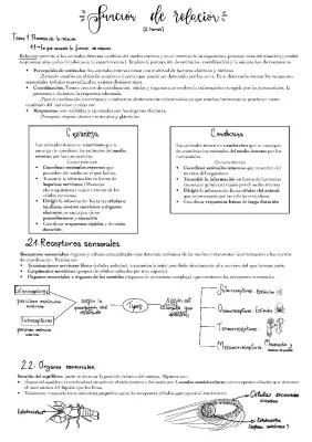 Cómo Funcionan los Animales: Receptores Sensoriales y Coordinación