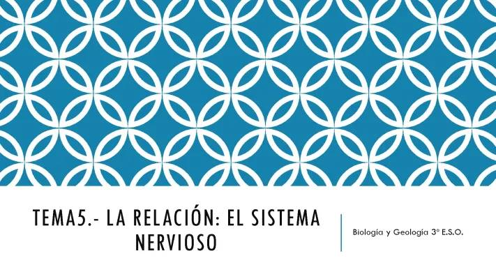 El sistema nervioso: Partes, funciones y formación