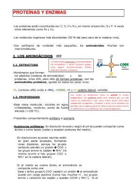 Todo sobre los aminoácidos: Tipos, Estructura y Propiedades