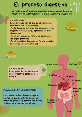 How Your Tummy Works: Digestion Steps and Nutrient Absorption