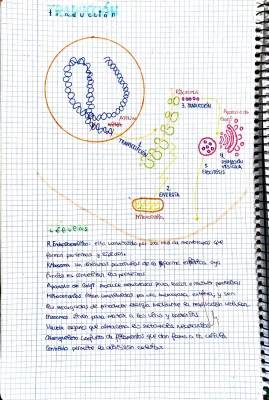 PROCESO DE TRADUCCIÓN 