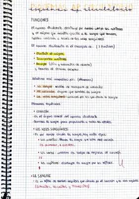 Sistema Circulatorio para Niños: Resumen, Esquema y Funciones del Aparato Circulatorio