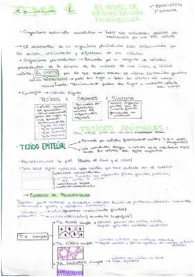 Descubre Ejemplos de Organismos Unicelulares y Pluricelulares y Aprende sobre el Tejido Epitelial y Glándulas