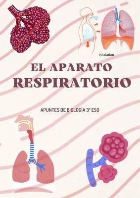 Guía Infantil del Sistema Respiratorio: Órganos y Funciones