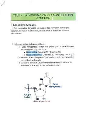 Informacion y manipulacion genetica