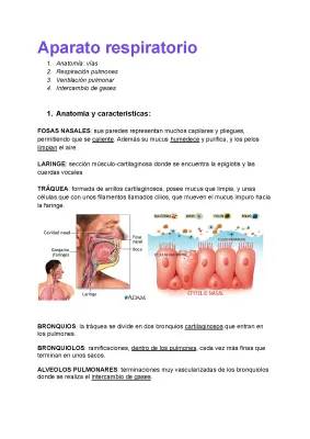 Explicación del Sistema Respiratorio para Niños: Partes y Funciones