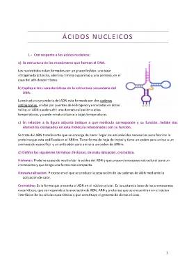 DNA Secondary Structure and How RNA Helps Make Proteins