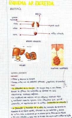 Test de aparato excretor para niños de 3º de ESO