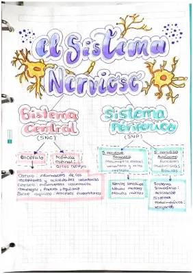 Funciones y Partes del Sistema Nervioso Central y Periférico