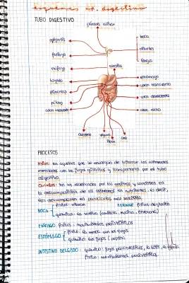 Esquema del Aparato Digestivo para Niños: Partes, Funciones y Proceso Digestivo