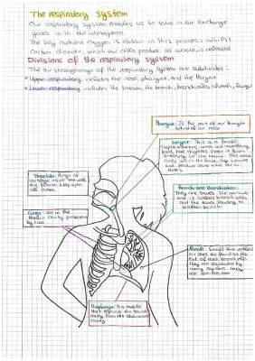 sistema respiratorio y digestivo. our food and circulation a d excretion