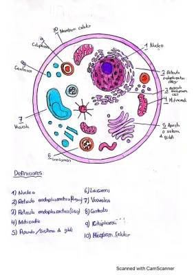 Descubre las Partes de la Célula Eucariota y sus Funciones