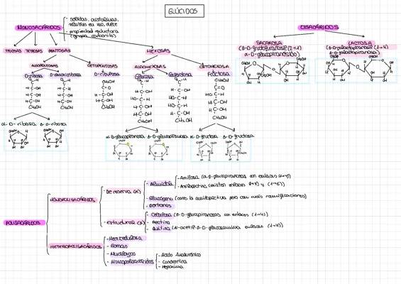 ESQUEMA GLÚCIDOS