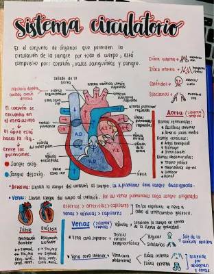 Sistema Circulatorio para Imprimir en PDF: Esquemas y Dibujos para Niños y Primaria