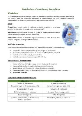 ¿Qué es el Metabolismo Celular? Descubre sus Tipos y Esquemas