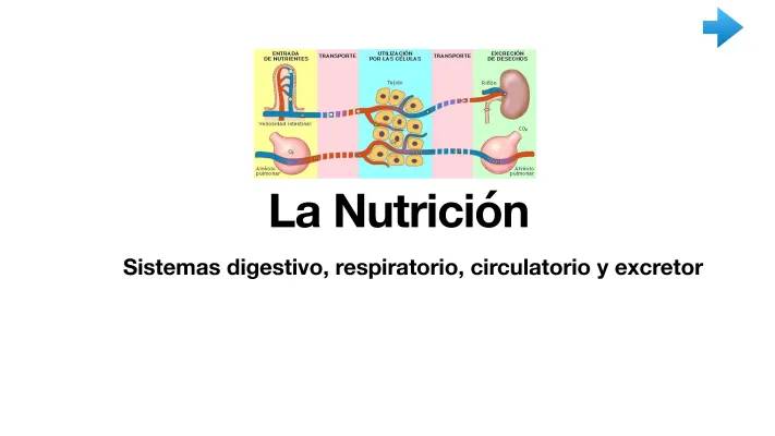 El Aparato Digestivo y el Sistema Circulatorio para Niños - Esquema y Funciones