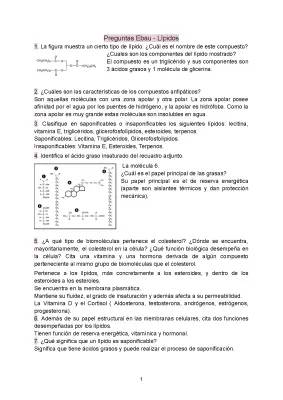 ¿Qué Son los Compuestos Anfipáticos y Para Qué Sirven los Triglicéridos?