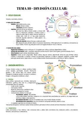 Las 4 Fases de la Mitosis y el Ciclo Celular para Niños de 4 ESO