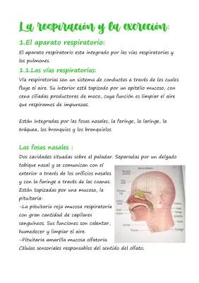 Funciones del Sistema Respiratorio: Tráquea, Mediastino y Más