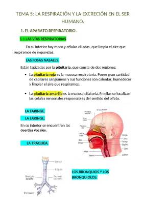 El aparato respiratorio: funciones, enfermedades y dibujo para niños