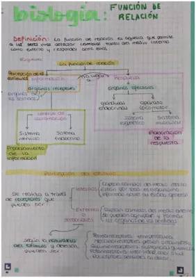 Descubre la función de relación en biología y cómo procesamos información en nuestro sistema nervioso