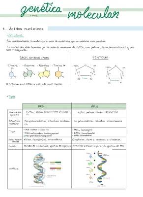 Todo sobre la Replicación, Transcripción y Traducción en Biología para Bachillerato