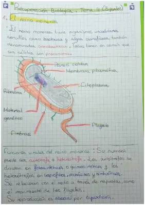 Reino Monera: Características y Ejemplos para Niños