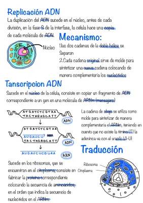 ¡Explora el ADN: La Replicación y Más Aventuras Genéticas!