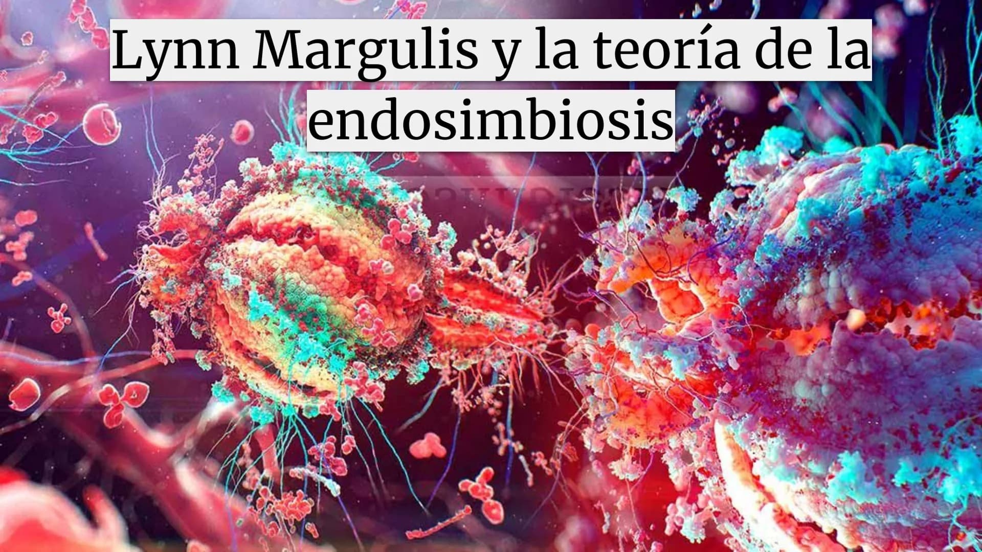 Lynn Margulis y la teoría de la
endosimbiosis
X -¿Quién fue Lynn Margulis?
Lynn Margulis fue una bióloga estadounidense famosa
por sus teorí