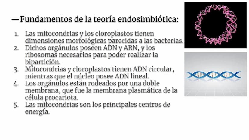 Lynn Margulis y la teoría de la
endosimbiosis
X -¿Quién fue Lynn Margulis?
Lynn Margulis fue una bióloga estadounidense famosa
por sus teorí