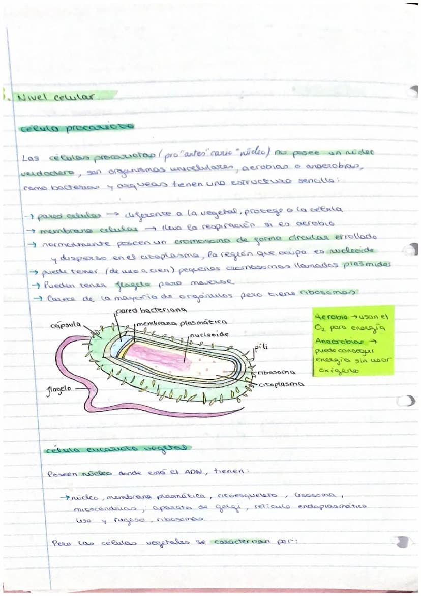 el ser humano
TEMA 1
nivel atómico
→ nivel molecular agua y
- nivel celular -
1. La organización del ser humano
El ser humano es un ser plur