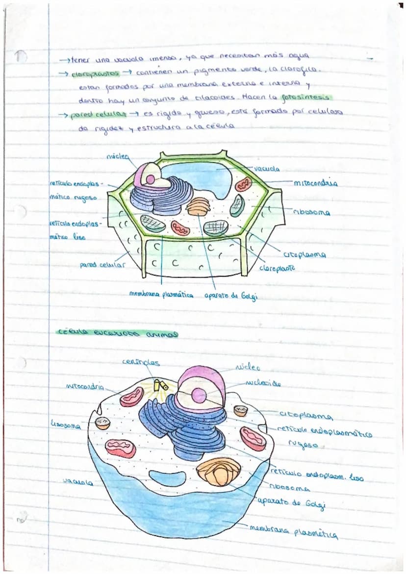 el ser humano
TEMA 1
nivel atómico
→ nivel molecular agua y
- nivel celular -
1. La organización del ser humano
El ser humano es un ser plur
