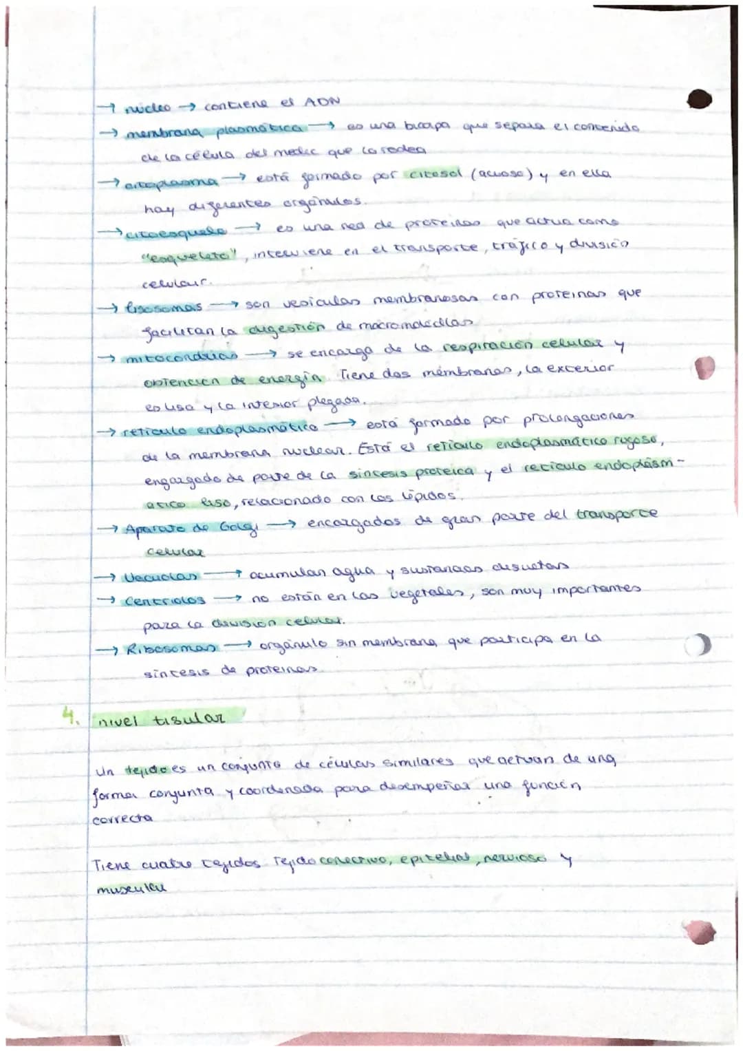 el ser humano
TEMA 1
nivel atómico
→ nivel molecular agua y
- nivel celular -
1. La organización del ser humano
El ser humano es un ser plur