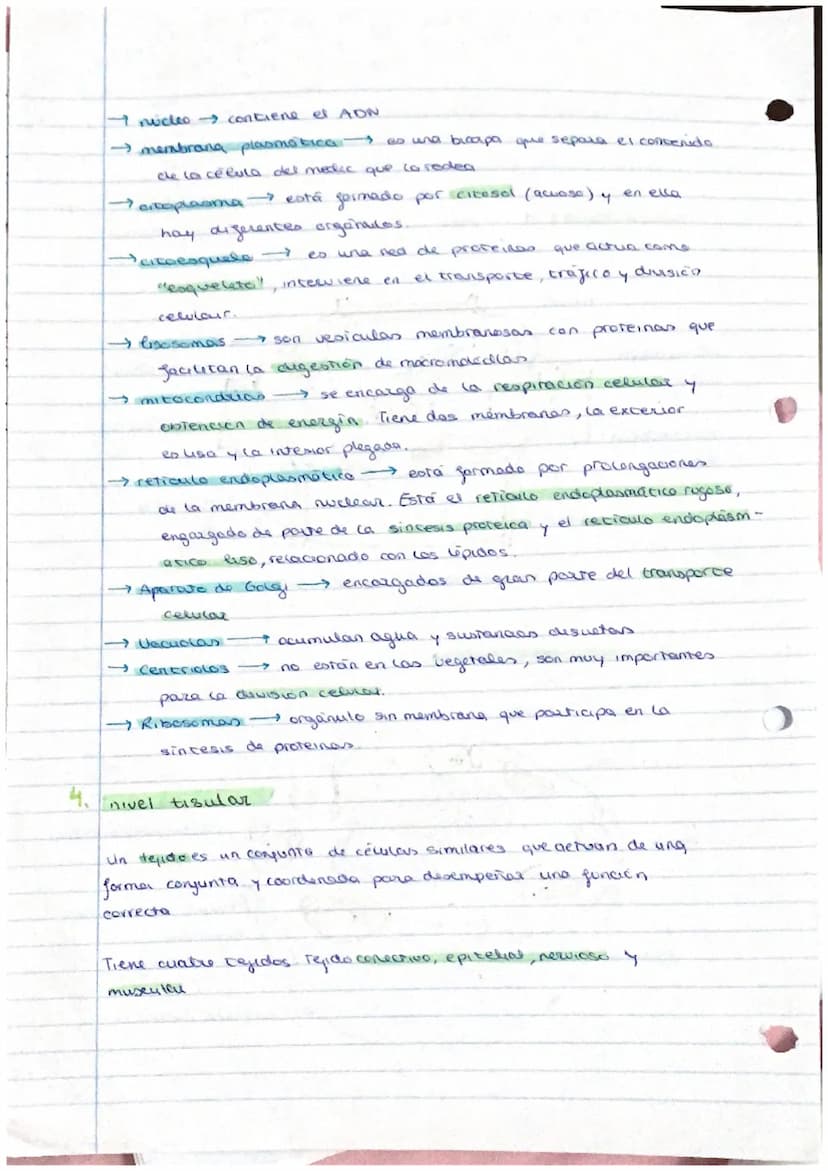 el ser humano
TEMA 1
nivel atómico
→ nivel molecular agua y
- nivel celular -
1. La organización del ser humano
El ser humano es un ser plur