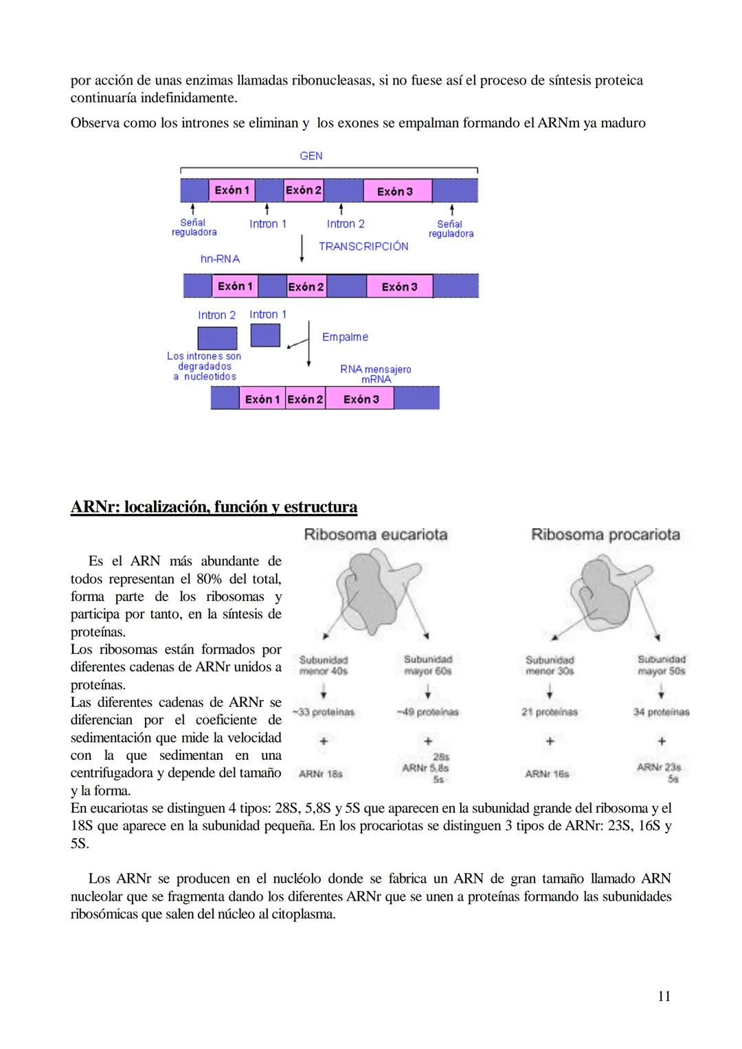 TEMA 6: ÁCIDOS NUCLEICOS
1. Ácidos nucleicos: Concepto y composición. Nucleósidos y nucleótidos.
2. Ácido desoxirribonucleico (ADN): Composi