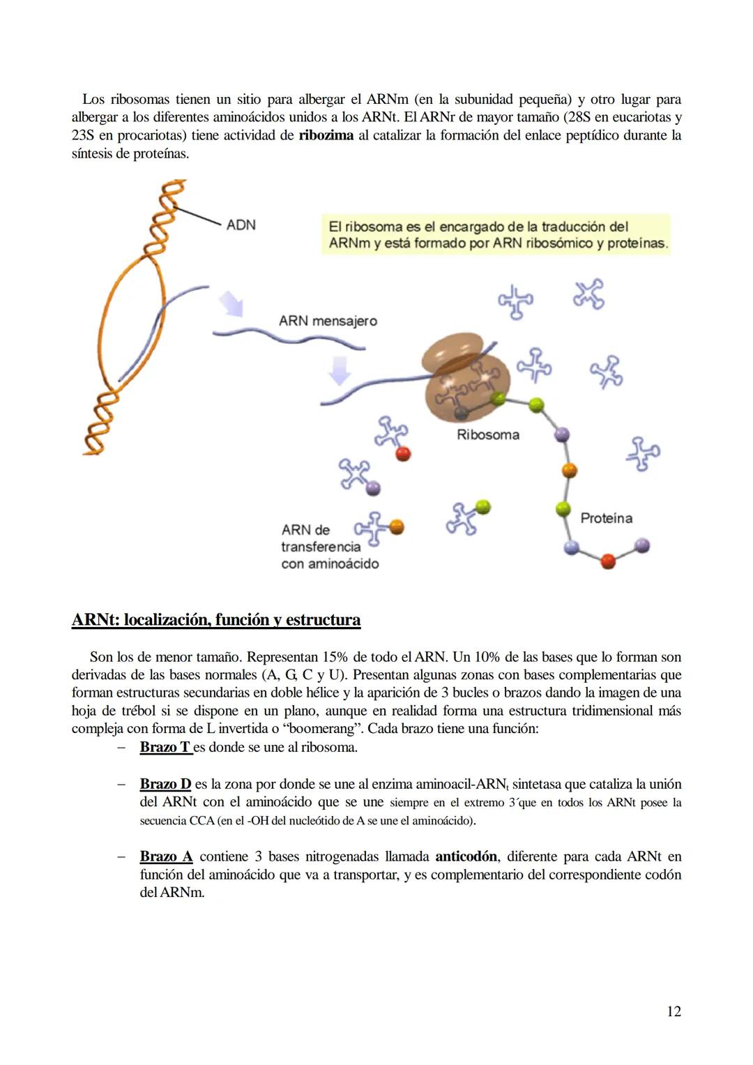 TEMA 6: ÁCIDOS NUCLEICOS
1. Ácidos nucleicos: Concepto y composición. Nucleósidos y nucleótidos.
2. Ácido desoxirribonucleico (ADN): Composi