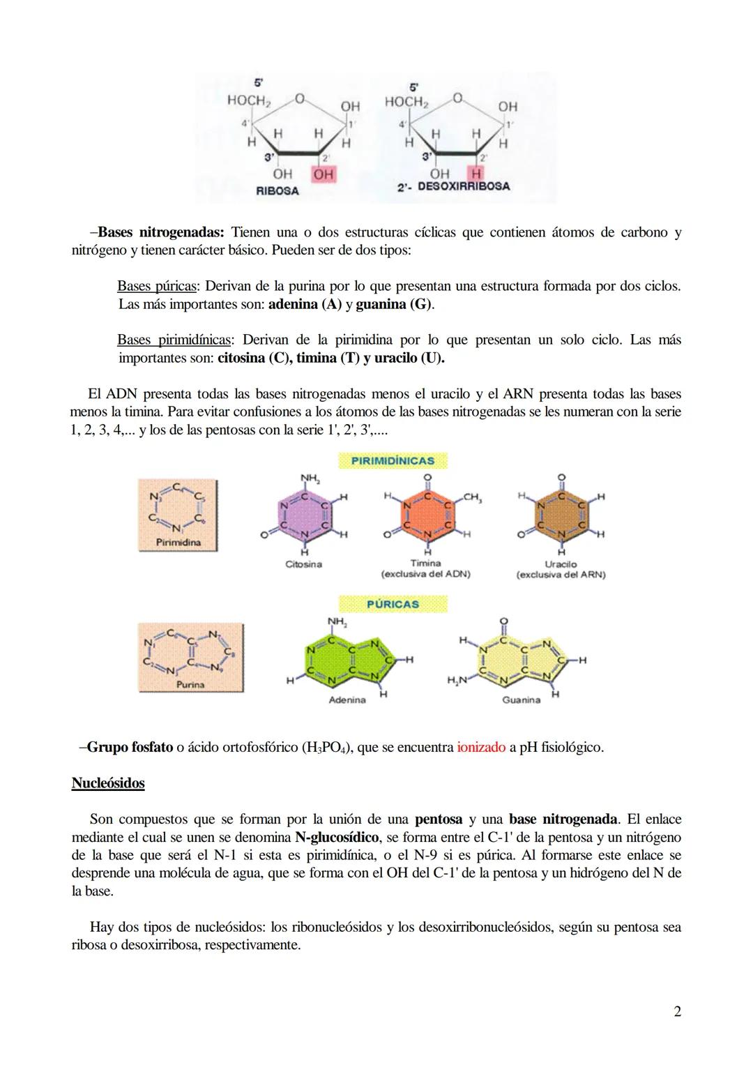 TEMA 6: ÁCIDOS NUCLEICOS
1. Ácidos nucleicos: Concepto y composición. Nucleósidos y nucleótidos.
2. Ácido desoxirribonucleico (ADN): Composi