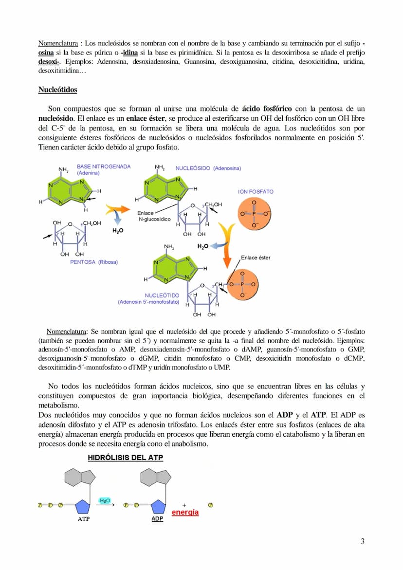 TEMA 6: ÁCIDOS NUCLEICOS
1. Ácidos nucleicos: Concepto y composición. Nucleósidos y nucleótidos.
2. Ácido desoxirribonucleico (ADN): Composi