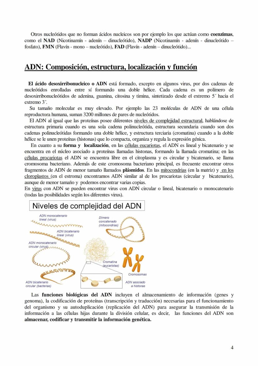 TEMA 6: ÁCIDOS NUCLEICOS
1. Ácidos nucleicos: Concepto y composición. Nucleósidos y nucleótidos.
2. Ácido desoxirribonucleico (ADN): Composi