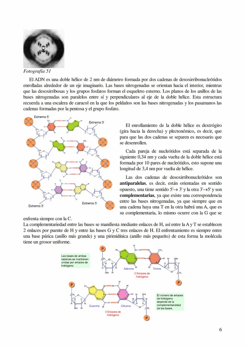 TEMA 6: ÁCIDOS NUCLEICOS
1. Ácidos nucleicos: Concepto y composición. Nucleósidos y nucleótidos.
2. Ácido desoxirribonucleico (ADN): Composi