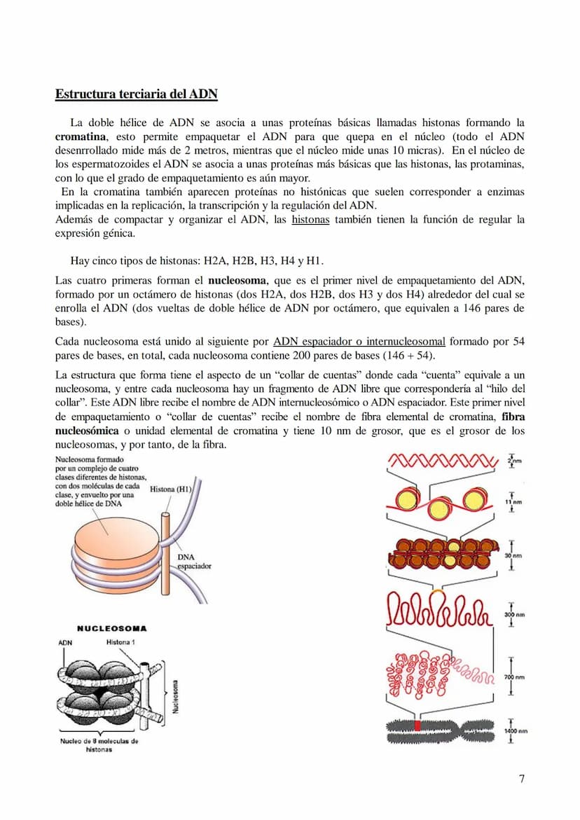 TEMA 6: ÁCIDOS NUCLEICOS
1. Ácidos nucleicos: Concepto y composición. Nucleósidos y nucleótidos.
2. Ácido desoxirribonucleico (ADN): Composi