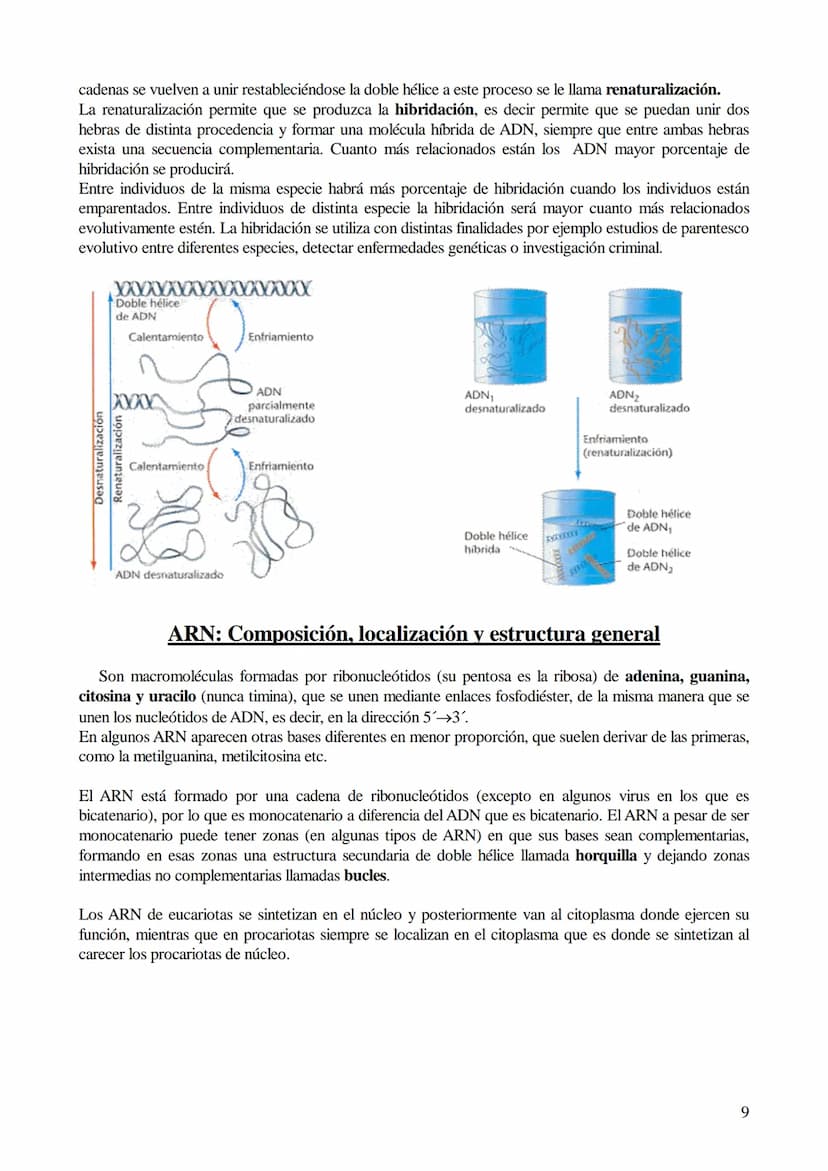 TEMA 6: ÁCIDOS NUCLEICOS
1. Ácidos nucleicos: Concepto y composición. Nucleósidos y nucleótidos.
2. Ácido desoxirribonucleico (ADN): Composi